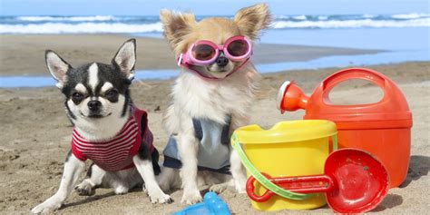 Fish, myrtle beach photo : Top 5 Dog Friendly Places in Myrtle Beach - Oceana Resorts