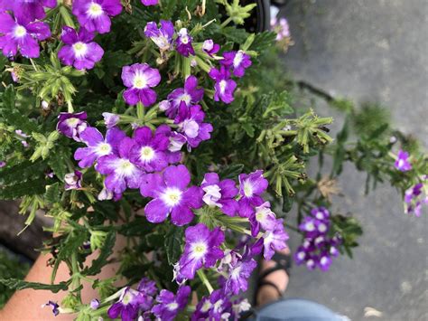 How To Care For Verbena And Keep It Thriving — Garden Valley Market