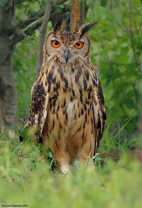 Indian Eagle Owl Nocturnal Birds Owl Pictures Beautiful Birds