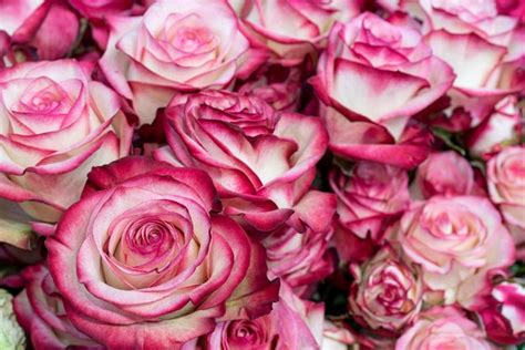 Premium Photo Beautiful Pink And White Roses