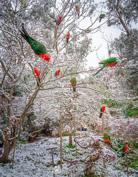 Australian Parrots Get A Rare Snow Day Parrots