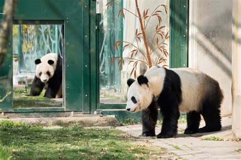 Erste Annäherung Bei Den Großen Pandas In Schönbrunn Giant Panda