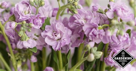 How To Grow Stock Flower Matthiola Incana Gillyflower
