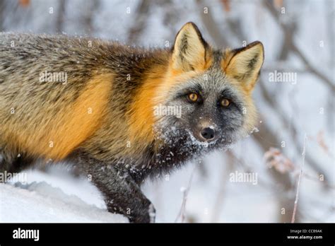 Cross Fox Red Fox Vulpes Vulpes Hunting In The Arctic Snow Near