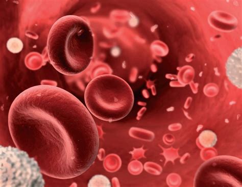 Anemia Hemolítica Causas Sintomas e Tratamentos ATUALIZADO