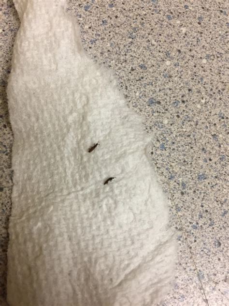 Austin Tx Tiny Black Bugs Prob Common Household Ones Sorry For The