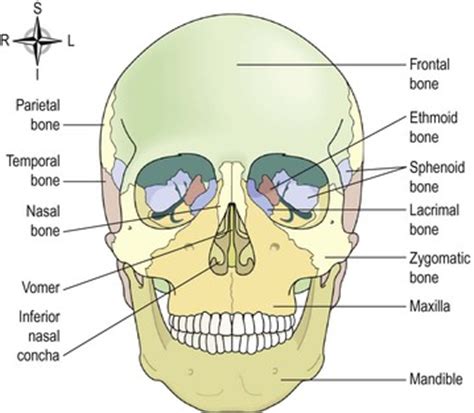 The musculoskeletal system | Basicmedical Key