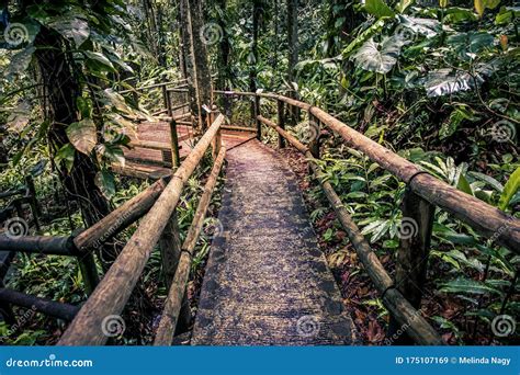 Wooden Path In Rainforest Tropical Jungle Background Stock Image