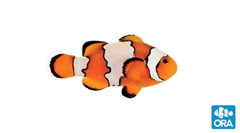 Snowflake Clownfish Amphiprion Ocellaris Ora Oceans Reefs