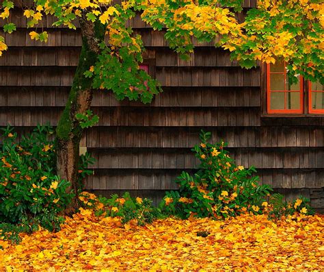 1920x1080px 1080p Free Download Autumn Colors Architecture Fall