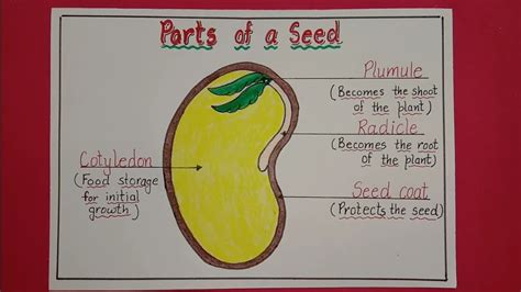 How To Draw Parts Of A Seed How To Draw Structure Of A Seed