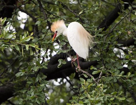 Cattle Egret Perched In A Tree Stock Image Image Of Order Aves 94019129