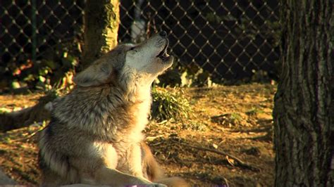 Mexican Wolves Howling Cincinnati Zoo Youtube