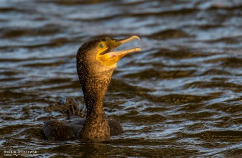 Ggreat cormorant, Phalacrocorax carbo, Kormoran zwyczajny - Artur Rydzewski