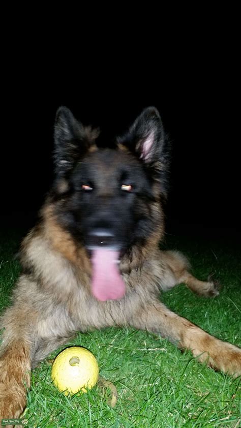 Large German Shepherd With Straight Back Stud Dog In Kent The United
