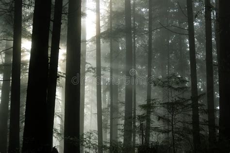 Foggy Forest Stock Image Image Of Park Forest Beams 1652053