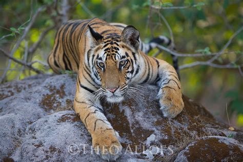 17 Months Old Bengal Tiger Cub Lying On Rock Theo Allofs Photography