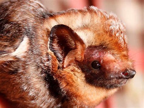 13 Awesome Facts About Bats Us Department Of The Interior
