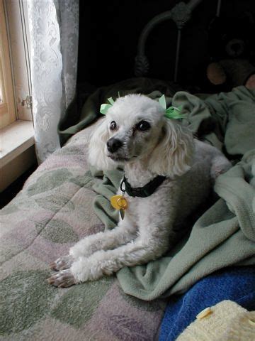 Adopt a pet from the aspca. Pets for Adoption at PICKET FENCE POODLE RESCUE, in Elk ...