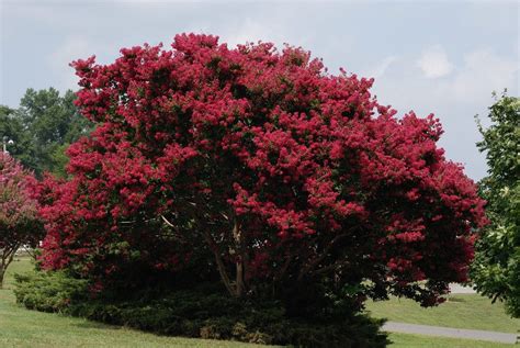 Check spelling or type a new query. Zone 9 Flowering Trees: Growing Flowering Trees In Zone 9 ...