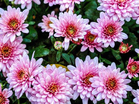 Chrysanthemum Pink Flowers Ultra Hd Wallpapers For Desktop