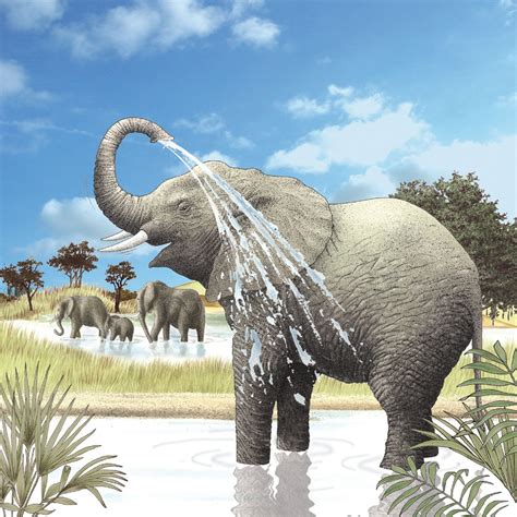 Elephant Spraying Water On Back Stock Images