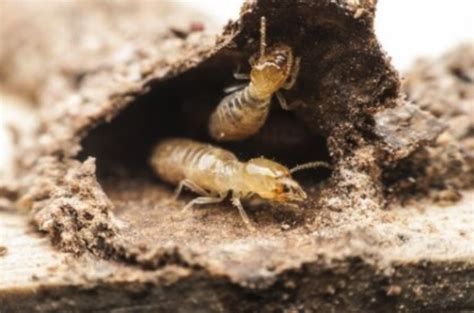 Best Time For Termite Inspection