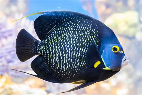 Which Marine Angelfish Are Best For Your Aquarium