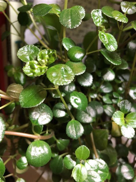 Flowering House Plant Identification - 26 Beautiful Non Flowering House ...