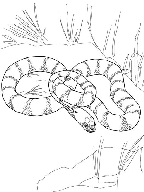 Dibujos Para Colorear Serpientes Reales Imprimible Gratis Para Los
