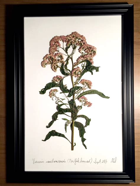Original Handcrafted Pressed Botanical Artwork Of New York Ironweed In