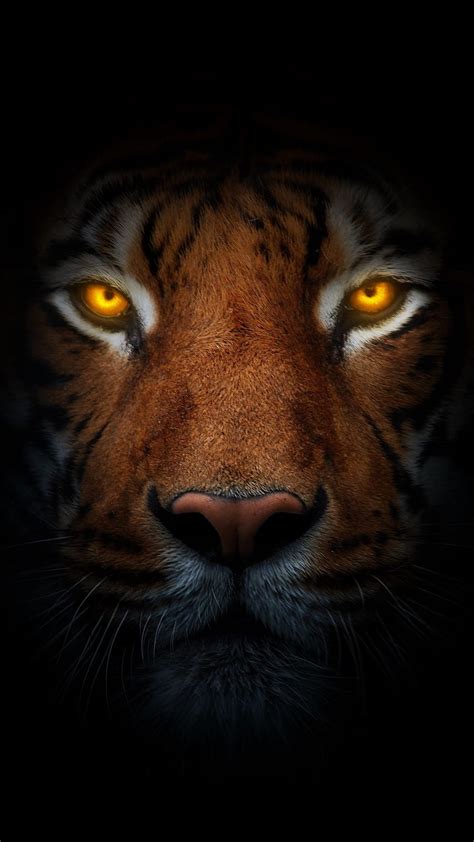 Eye Of The Tiger Tiger In The Dark Animal Wild Orange Eyes Hd Phone
