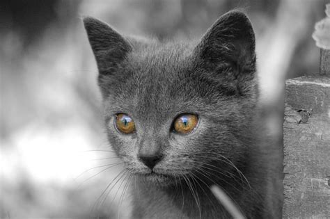 chartreux cat cat breeds encyclopedia
