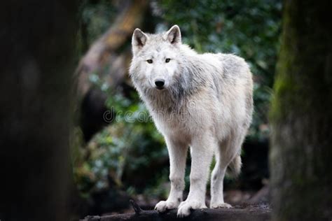 Artic Wolf Posing Stock Photo Image Of White Fall Powerful 46734