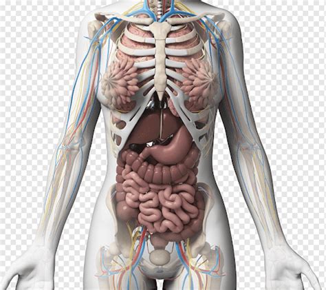 Female Organs Diagram Human Female Internal Organs Anatomy 3D CGTrader