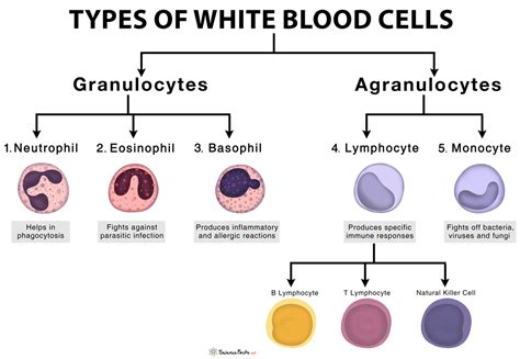 Classification Of White Blood Cells Based On Their Function Irasutoya