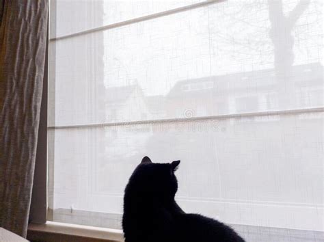 262 Cat Staring Out Window Stock Photos Free And Royalty Free Stock