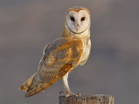 Sensational Ideas Of A Barn Owl Photos Loexta