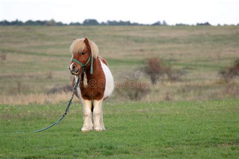 Pony In The Country Side Stock Photo Image Of Little 84933816