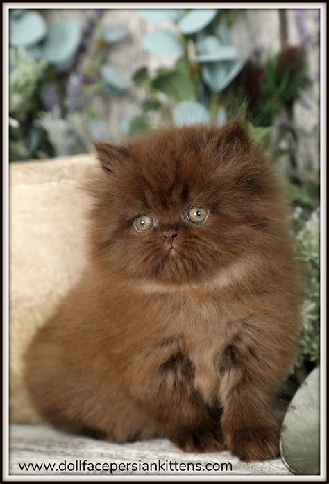 Brown Persian Kittens