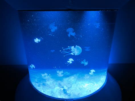 Pacific Seas Aquarium Australian Spotted Jelly Zoochat