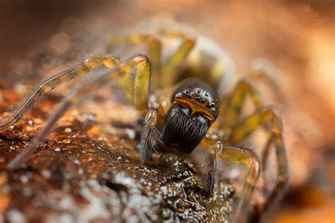 How To Take Amazing Spider Macro Photos Nature Ttl