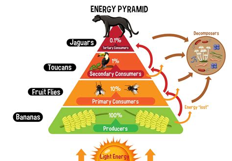 Diagrama Mostrando Pirâmide Energética Para Educação 2583369 Vetor No Vecteezy