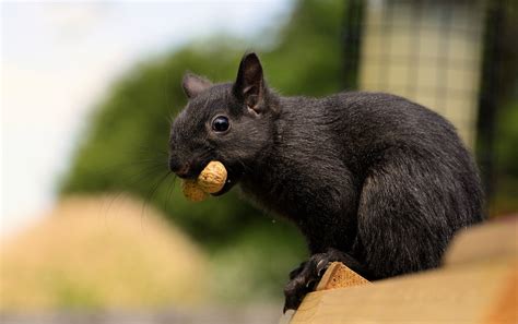 Black Squirrel With A Peanut