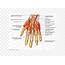 Nerve Blood Vessel Finger Hand Muscle PNG 600x600px Watercolor 