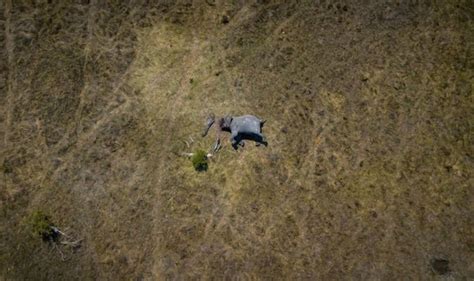 Elephant Poaching Horrifying Pictures Of Mutilated African Elephant Murdered In Botswana