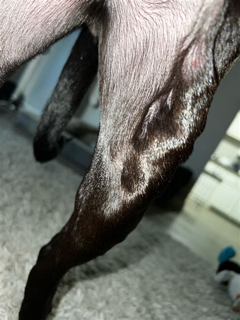 My Dog Has Bumps On Her Legsface And Chest Notices Them This Morning