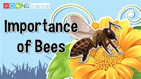 Importance Of Bees Youtube