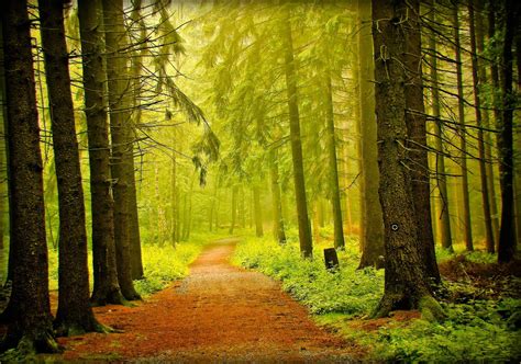 Forest Road Trees Fog Nature Wallpapers Hd Desktop And Mobile