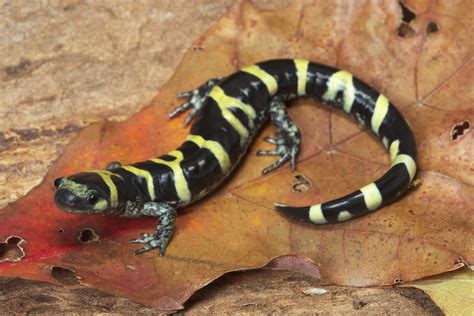 Ringed Salamander Near Decatur Benton County Arkansas U Kory